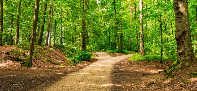 A fork in the road along a wooded path.