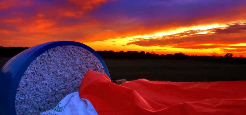 A cotton field at sunset.