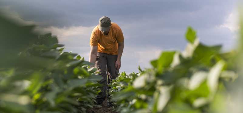 A farmer inspecting soybeans in a field.