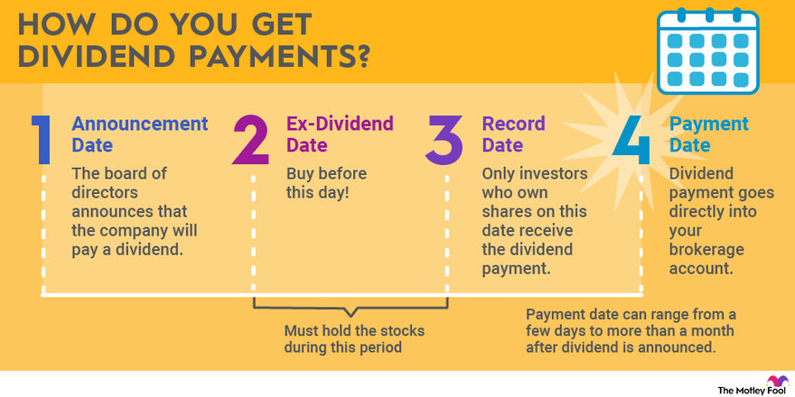 A graphic showing the process of getting a dividend payment, from the board's decision to pay one to you receiving the funds.