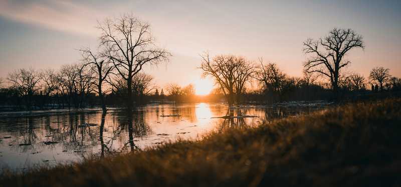 A sunrise through trees.
