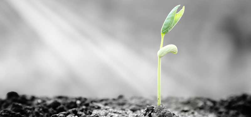 Lone plant sprouting from the soil covered in sunlight