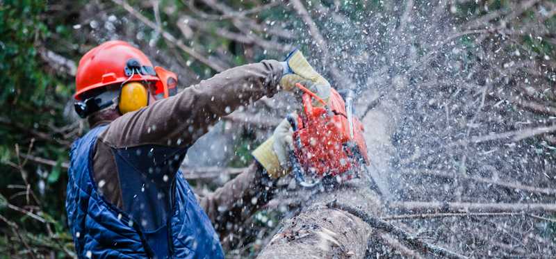 Person cutting down a tree.
