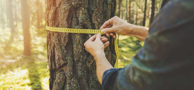 Hands measuring a tree to be cut for timber.
