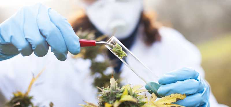 A person working with medical marijuana.