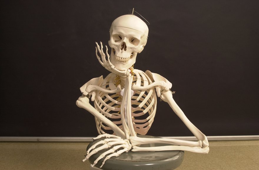 model skeleton sitting at a desk