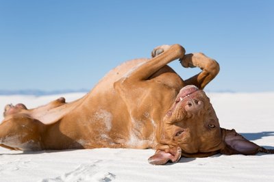 A dog rolling over in the sand.
