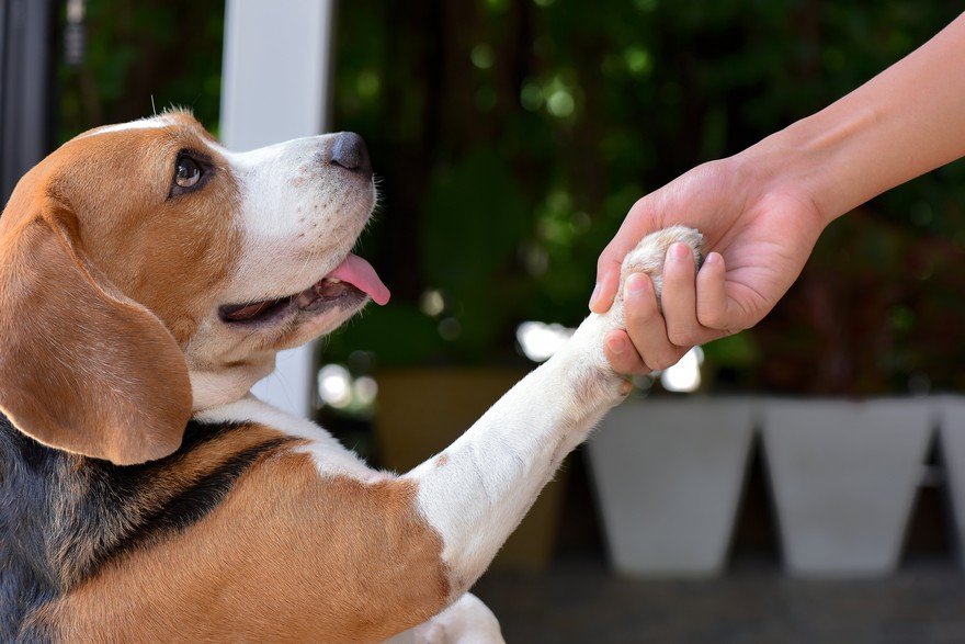 A beagle reaches up to shake a person's hand. 