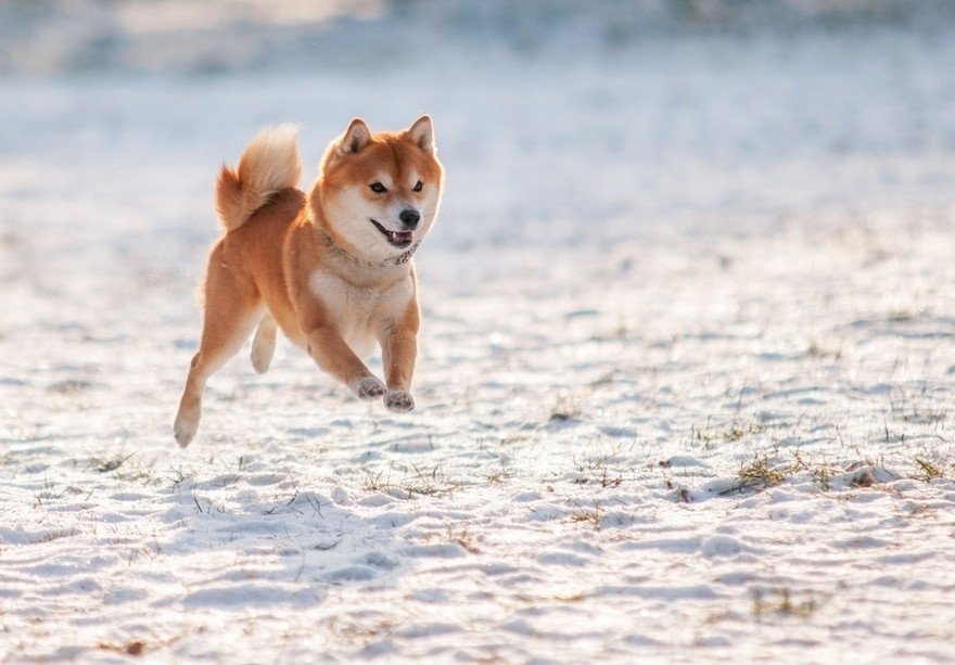 A Shiba Inu dog jumping in the snow.