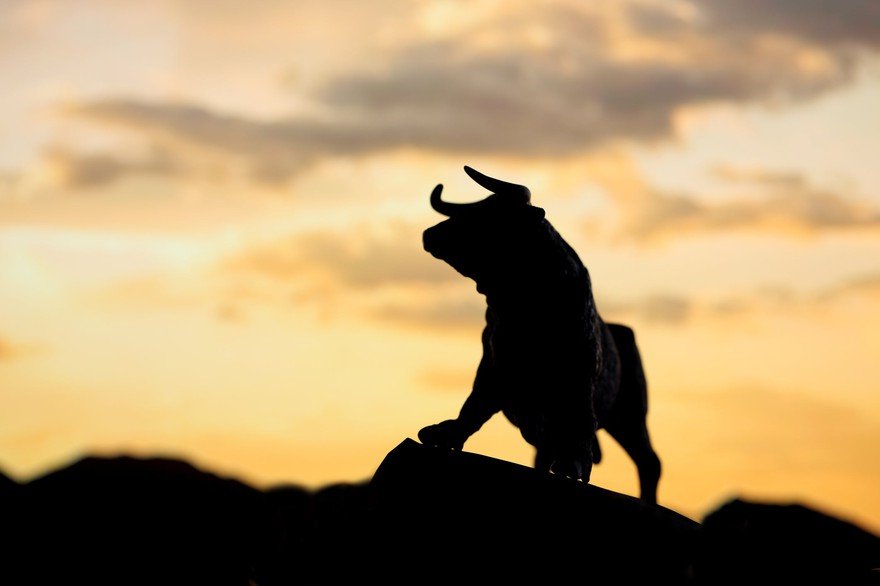 The silhouette of a bull at sunset.
