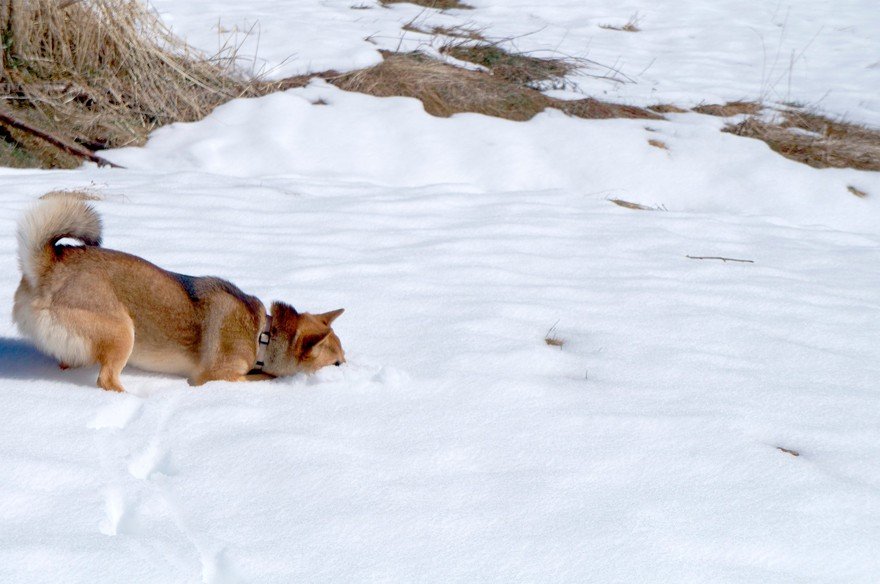 A Shiba Inu dog digging in the snow.