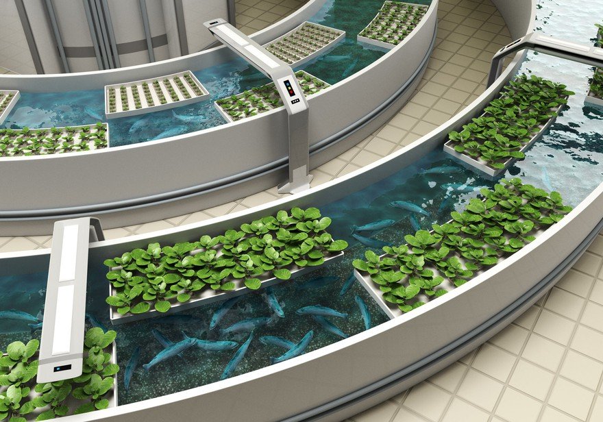 A hydroponic growing system.