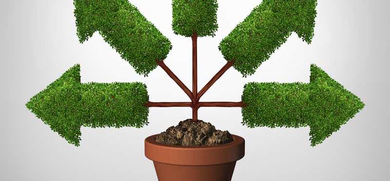 Potted plant growing green arrows