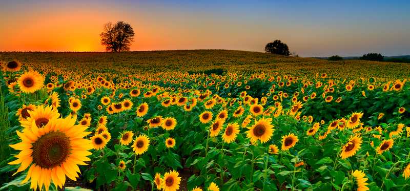 Rolling field of sunflowers at dusk in Kansas.