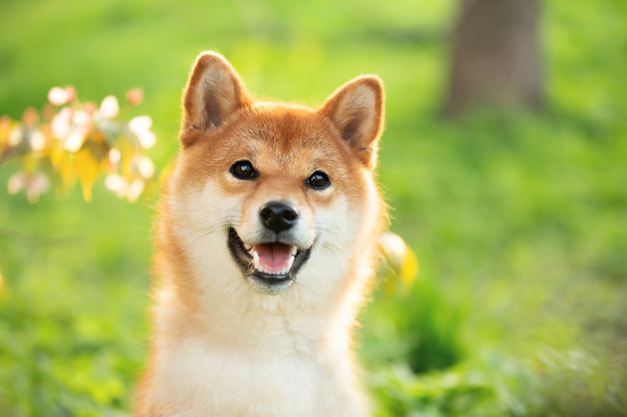 Shiba Inu dog in green field.