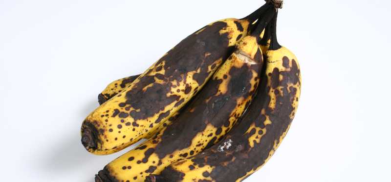 Rotten bananas