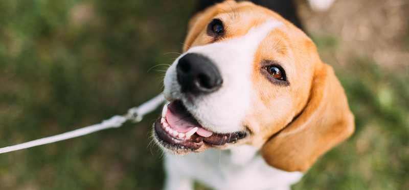 Beagle on leash looking up.