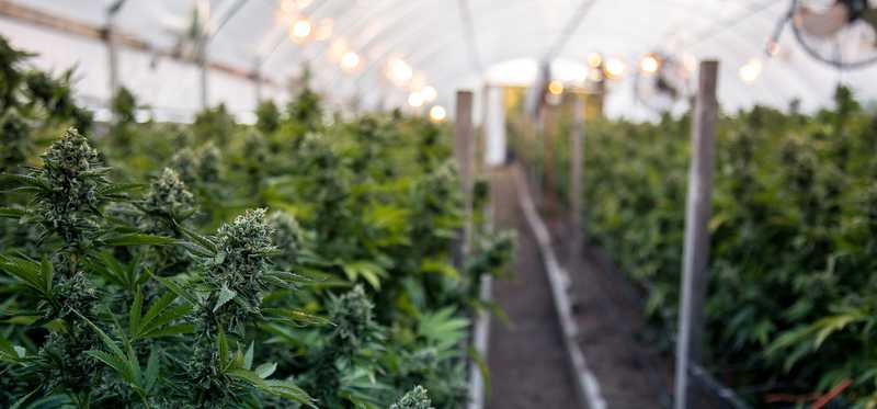 Cannabis growing in greenhouse.