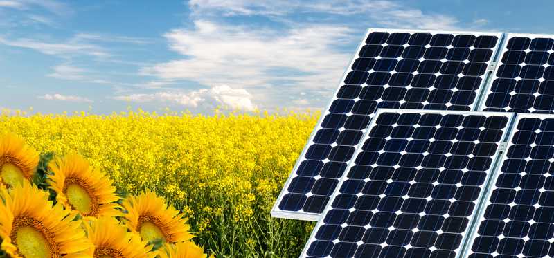 A field of sunflowers and solar panels.