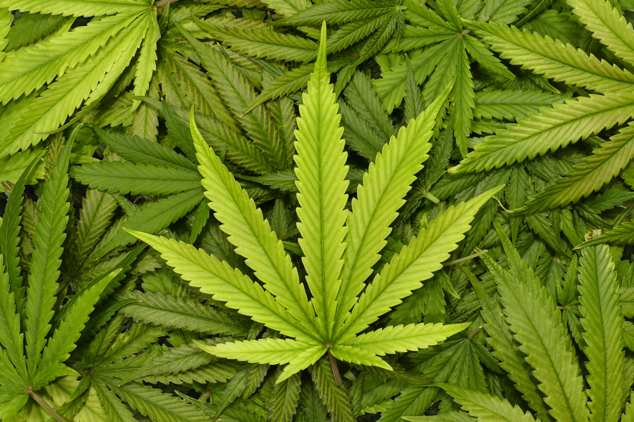 Pile of marijuana leaves with one marijuana leaf prominently centered on top
