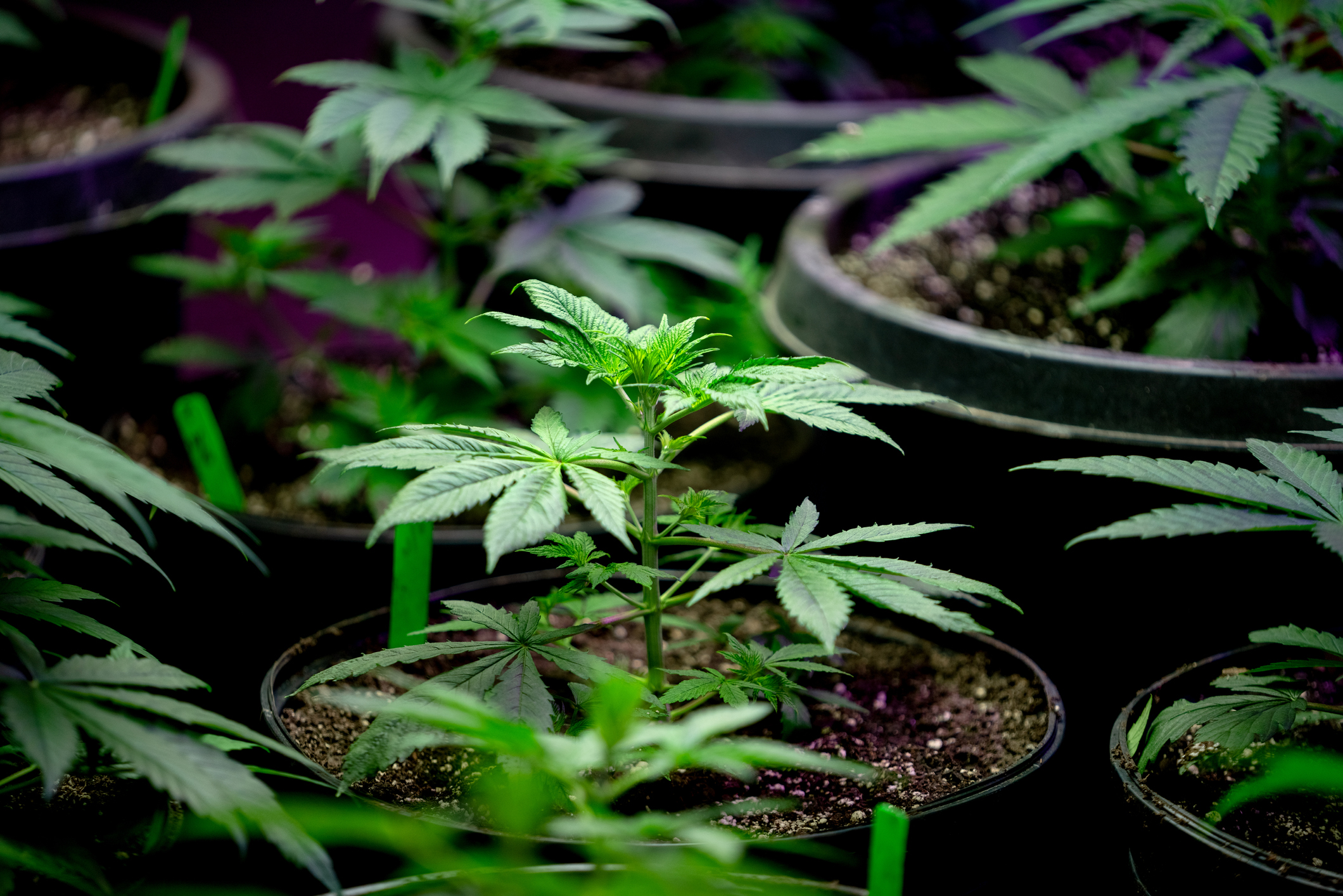 Pots of hemp and marijuana plants Pots of hemp and marijuana plants