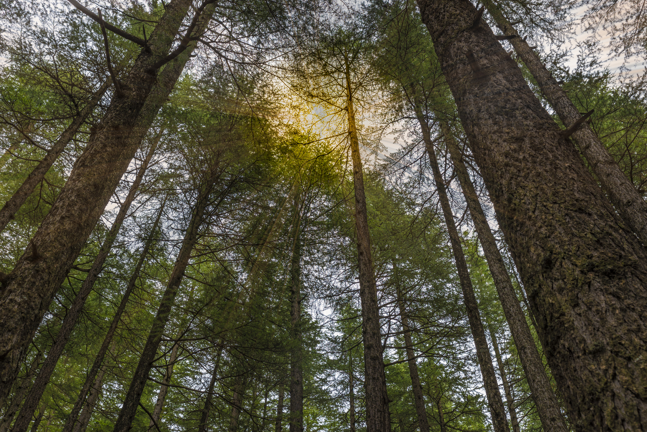 Timberland Trees