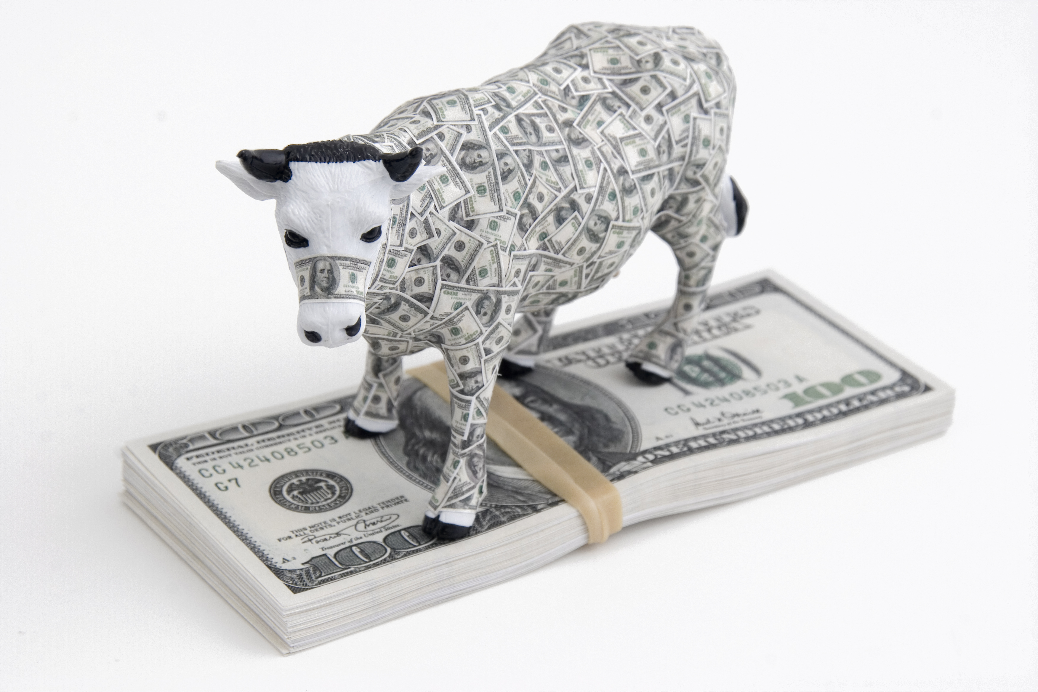 cash cow A cow covered in hundred dollar bills and standing on a stack of more hundred dollar bills.