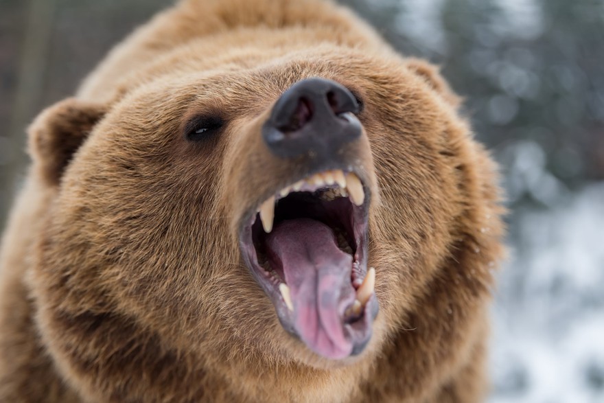 Bear with brown fur growling with a snowy background behind it Bear with brown fur growling with a snowy background behind it.