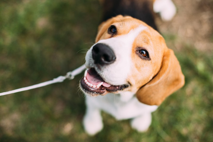 An English Beagle looking up An English Beagle looking up
