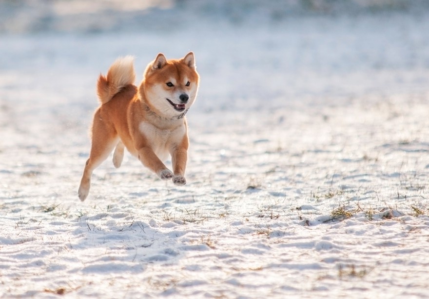 A Shiba Inu dog jumping in the snow. A Shiba Inu dog jumping in the snow.