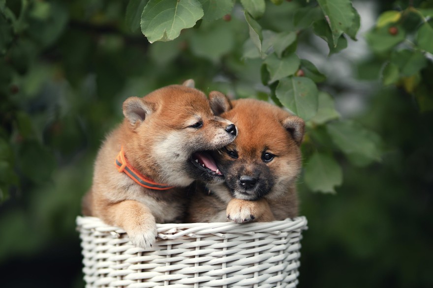 One Shiba Inu puppy playfully biting another. One Shiba Inu puppy playfully biting another.