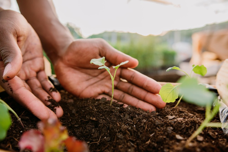 Hands planting over soil. Hands planting over soil.