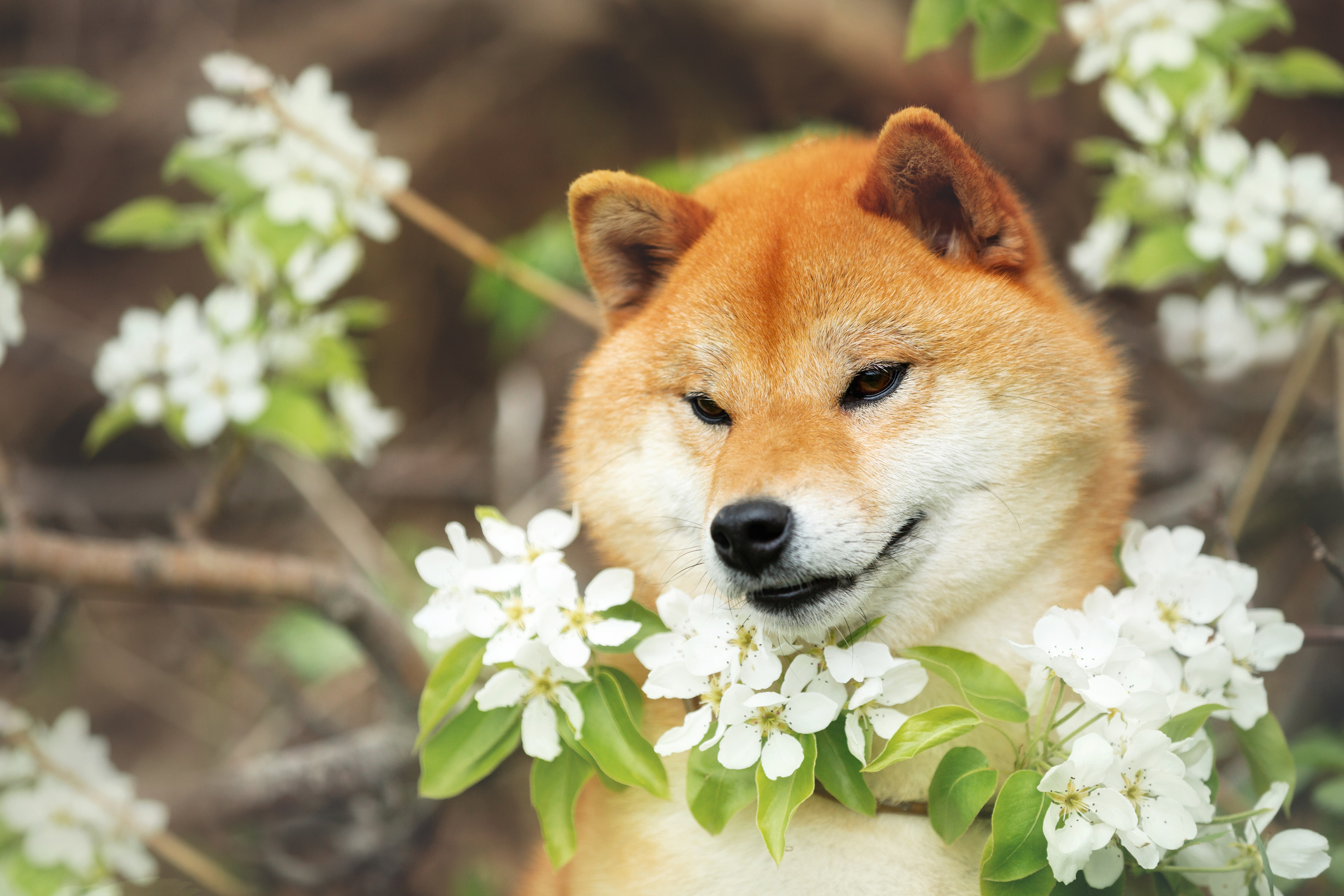 shiba_inu_behind_flowers Close-up portrait of a beautiful Shiba Inu dog posing against a background of branches full of blooming apple tree blossoms.