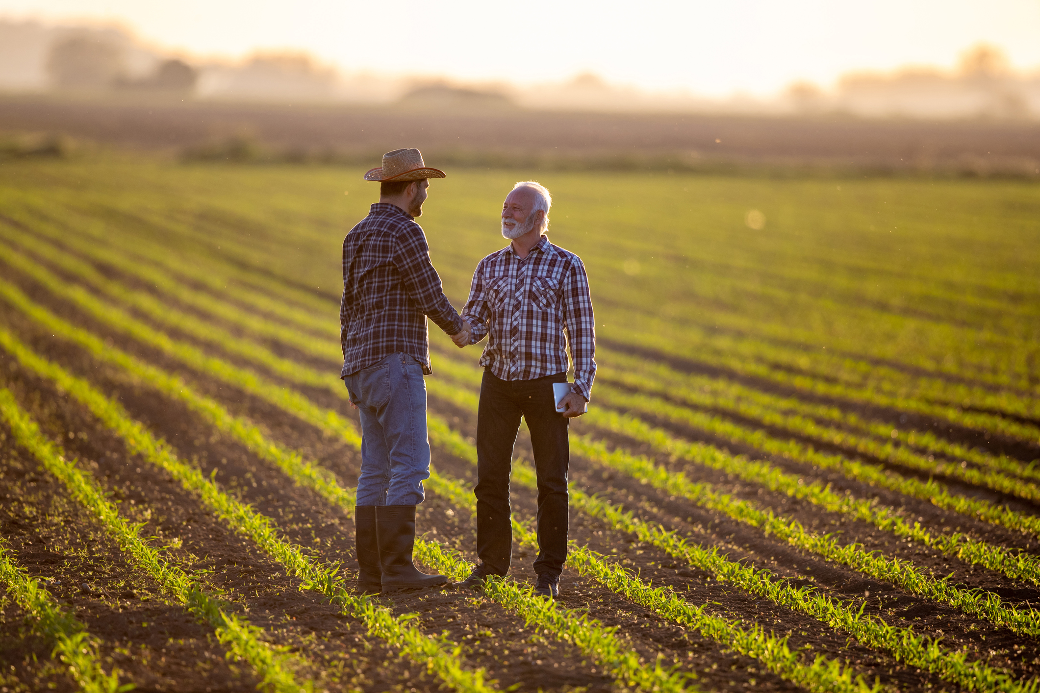 two_people_shaking_hands_in_a_field Two people shaking hands in a field of new crops.