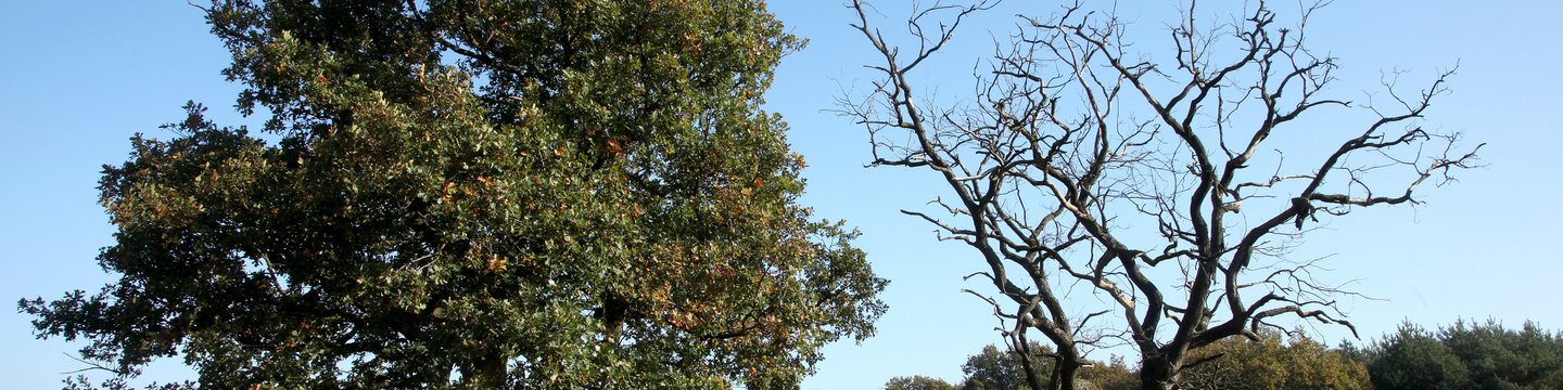 The Strange And Frustrating Reason We Re Keeping A Dead Tree On Our Property Millionacres