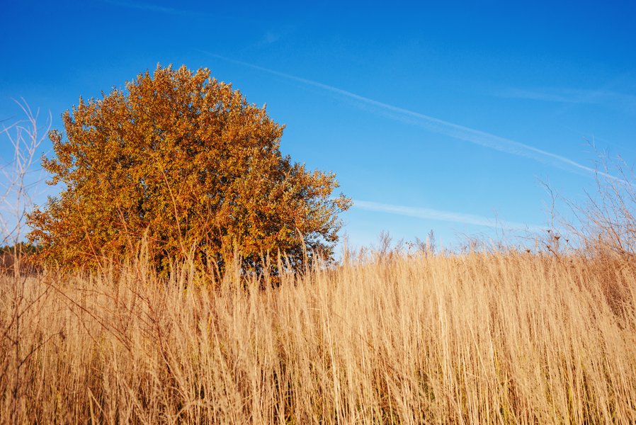 What Is a Greenfield Development? Millionacres