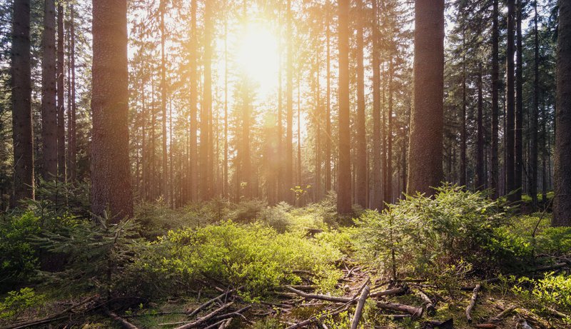 Sun Rise Through Woodland Trees