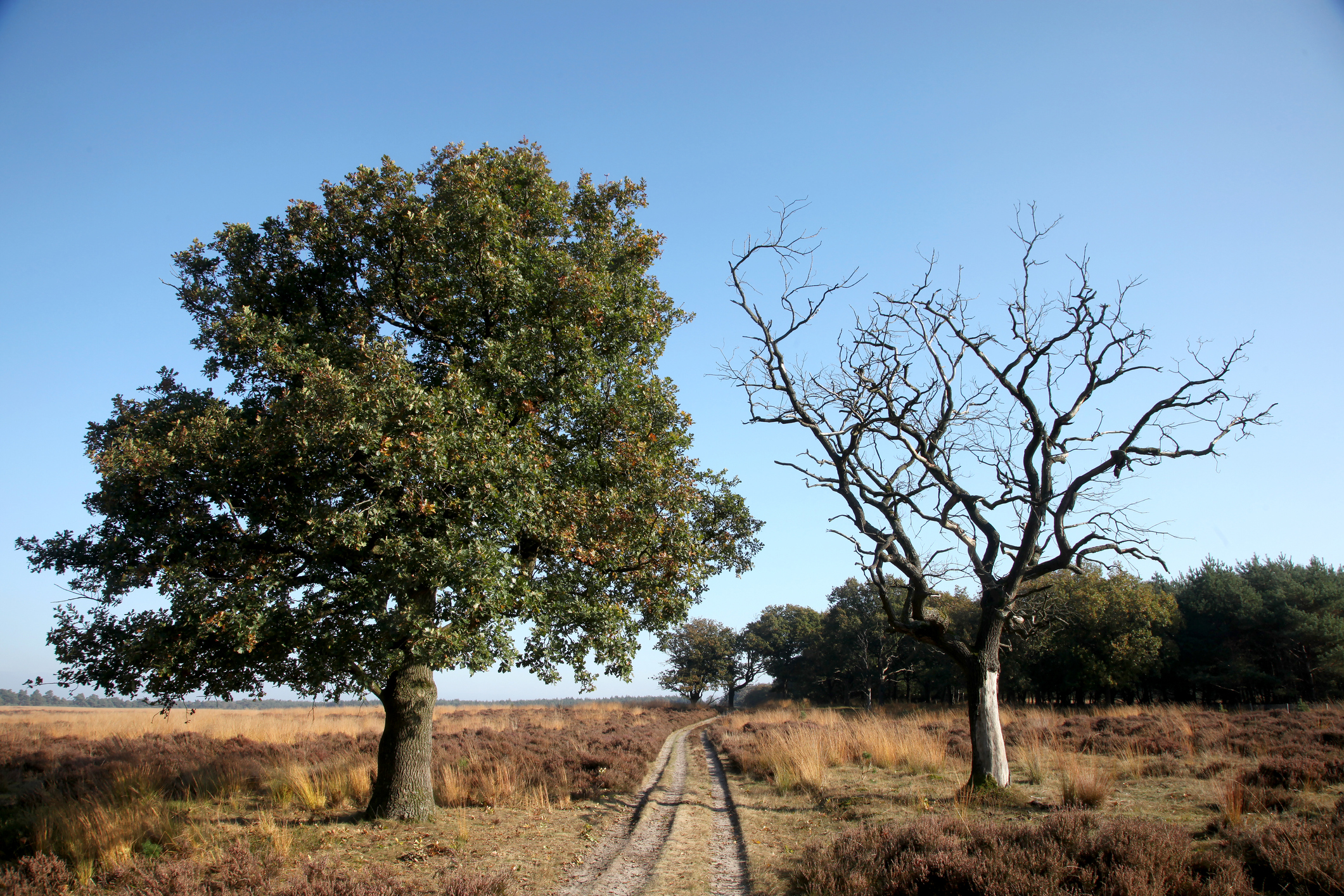 The Strange And Frustrating Reason We Re Keeping A Dead Tree On Our Property Millionacres