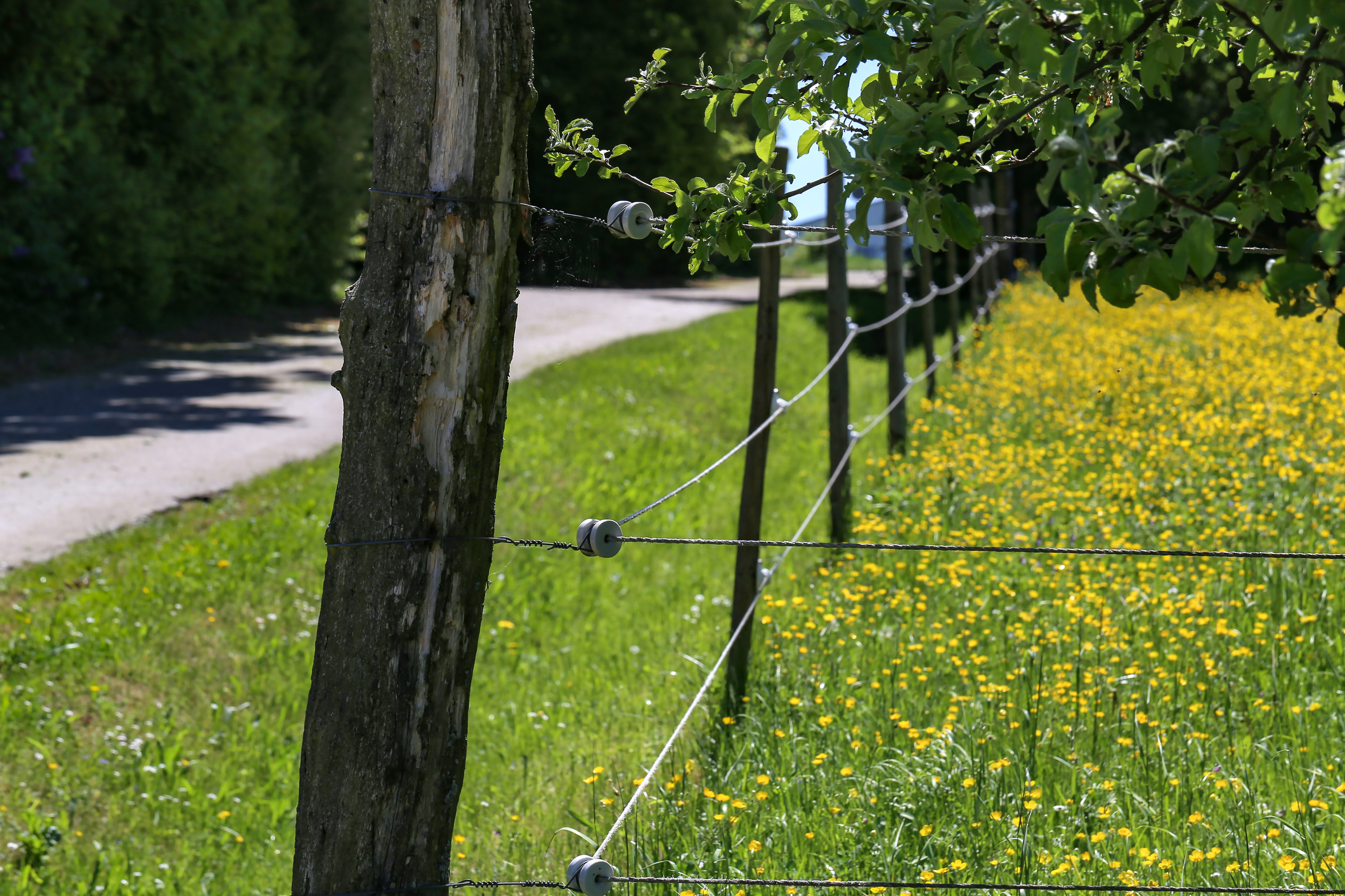 shock fence