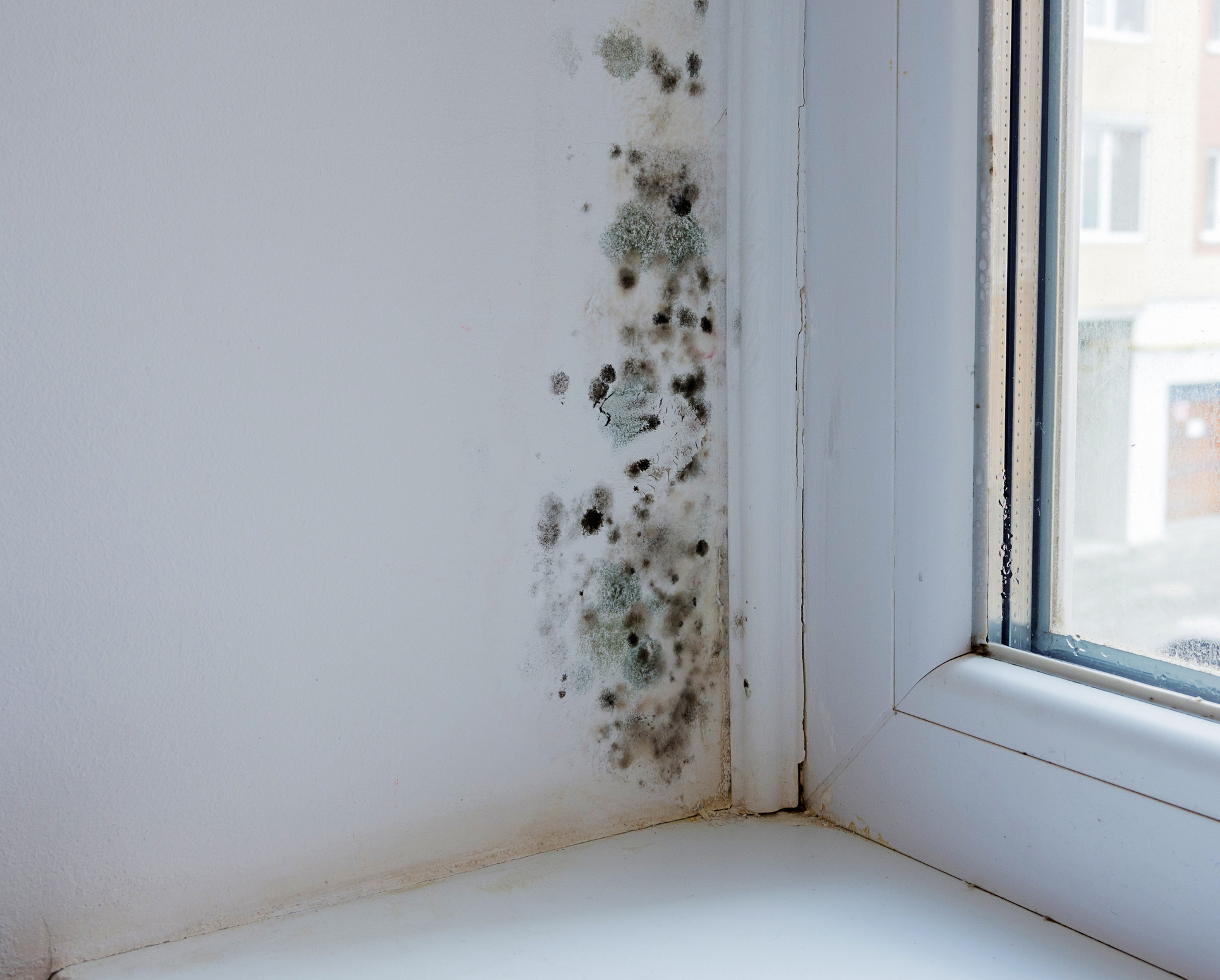 Found Mold In Your Apartment Here S What To Do Millionacres