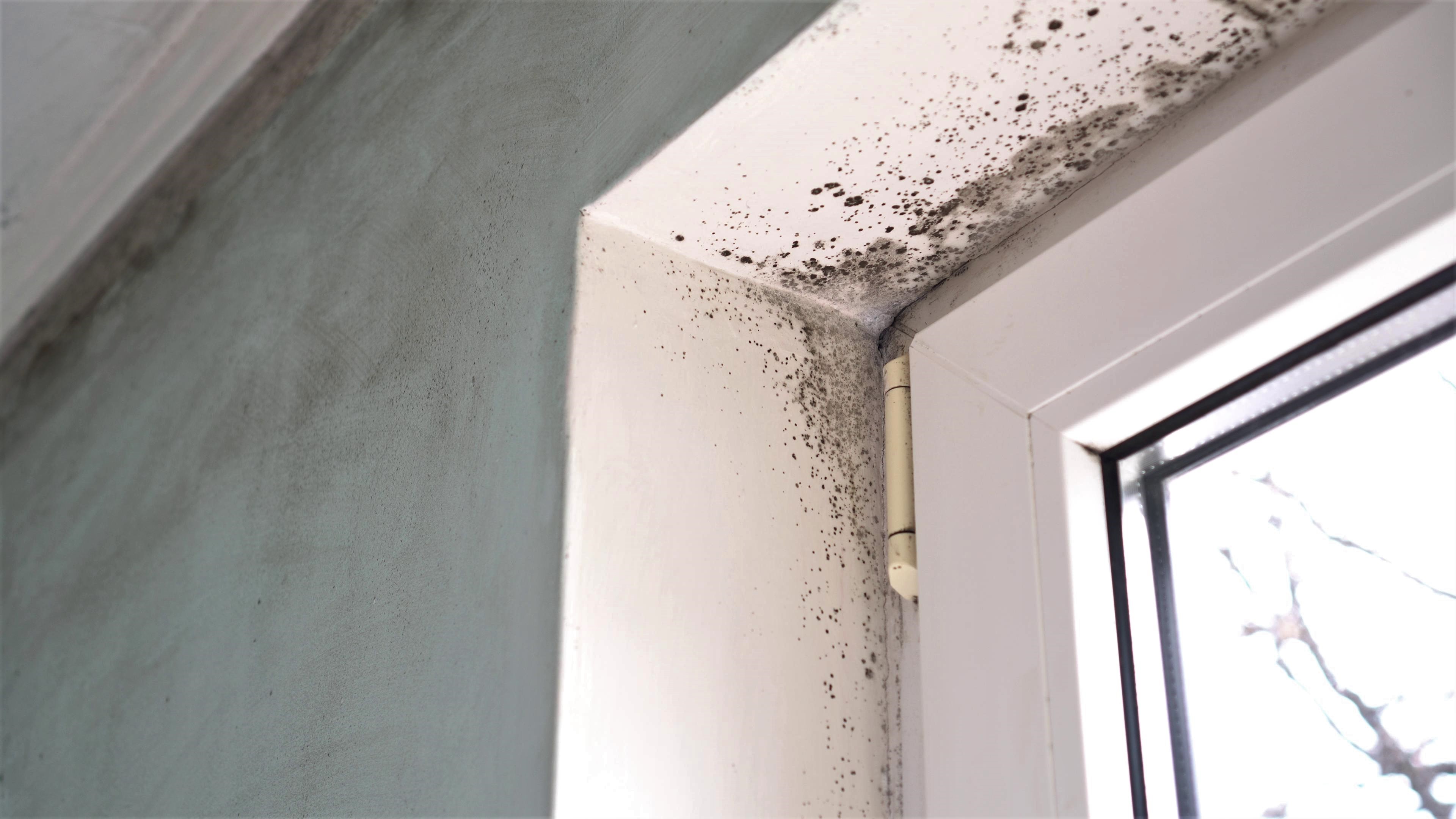 Is There Mold In Your House Millionacres