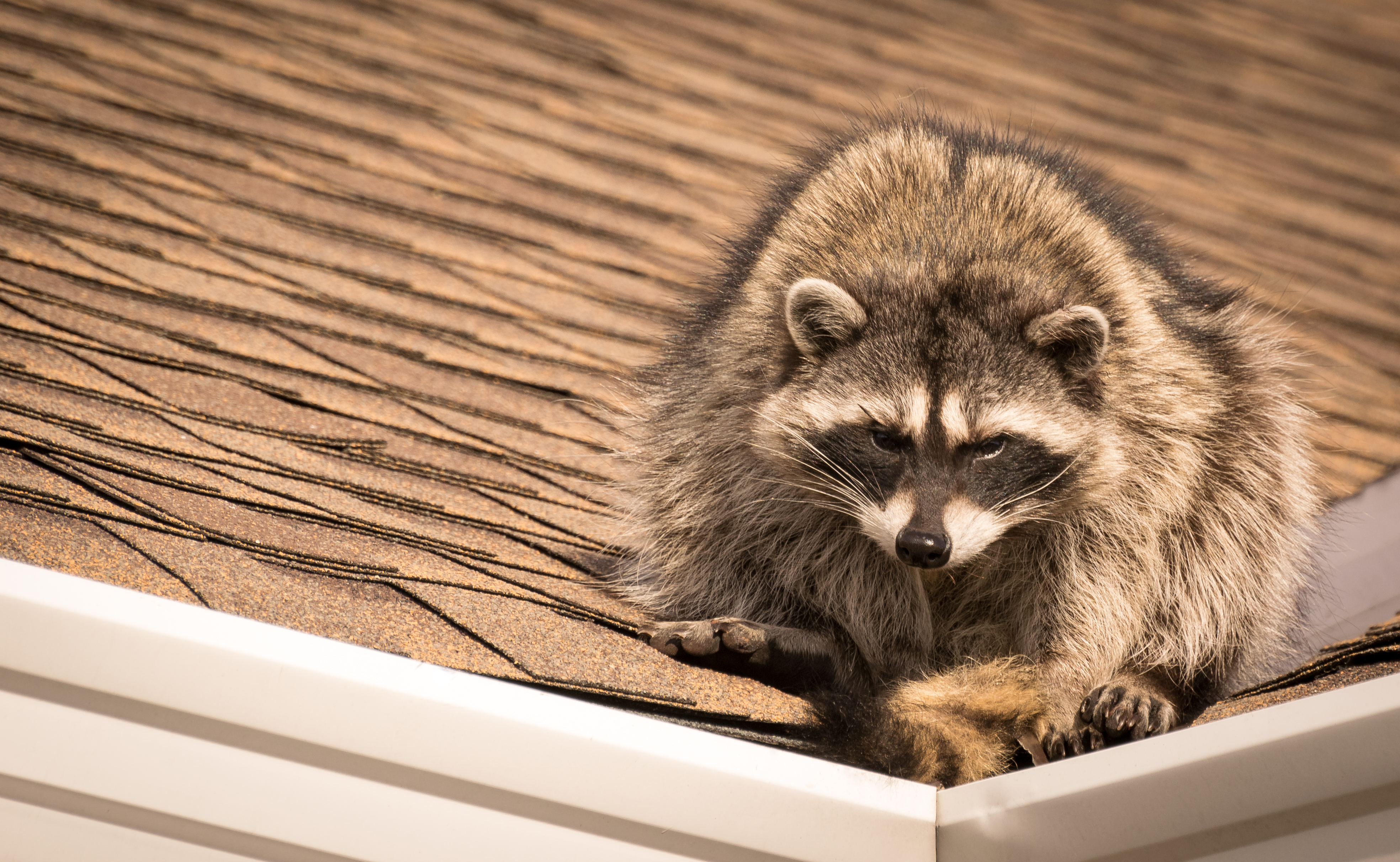 How Do Animals Get in the Attic - Attic Construction