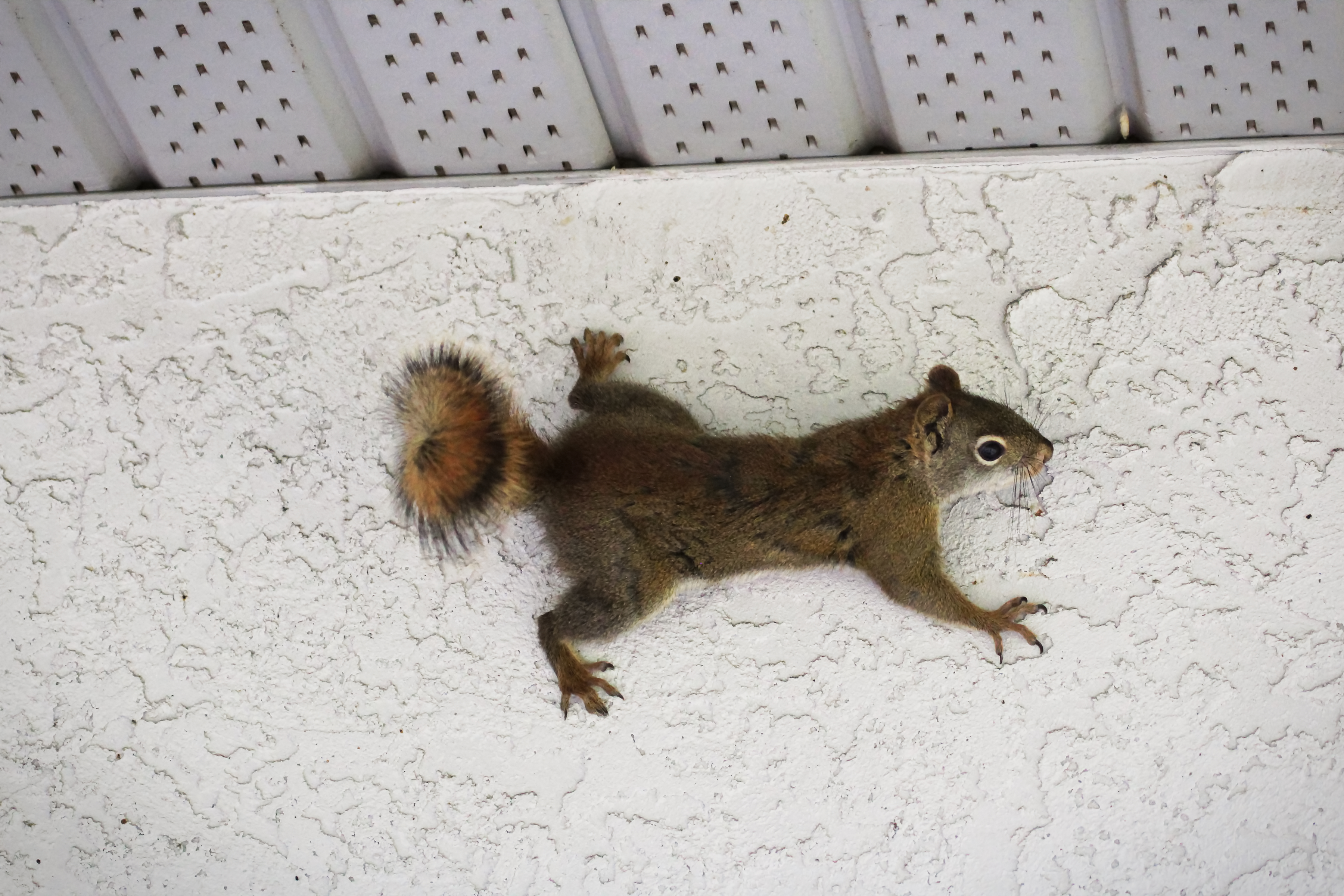 Dead Squirrel in the Attic