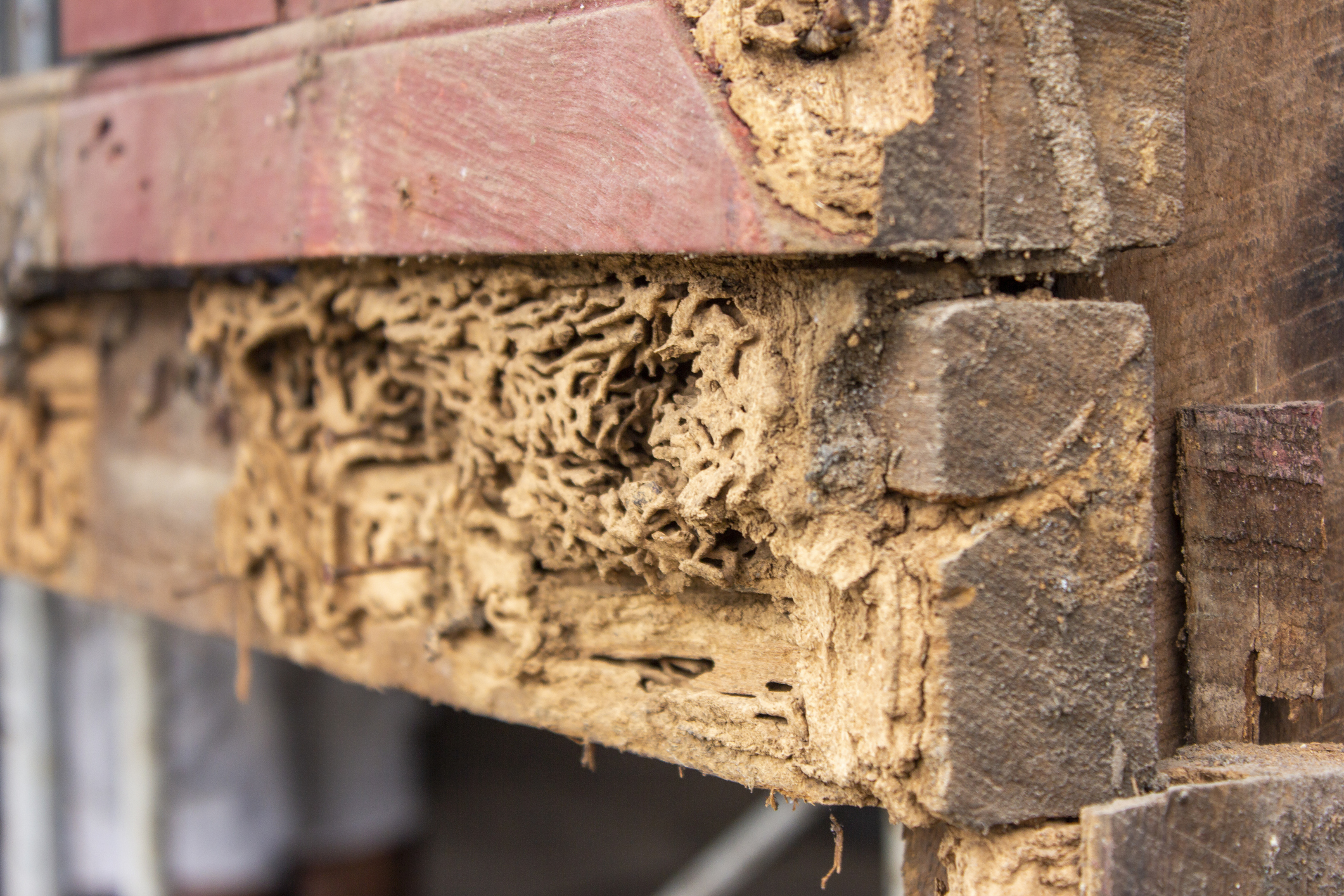 can you sell a house with termite damage