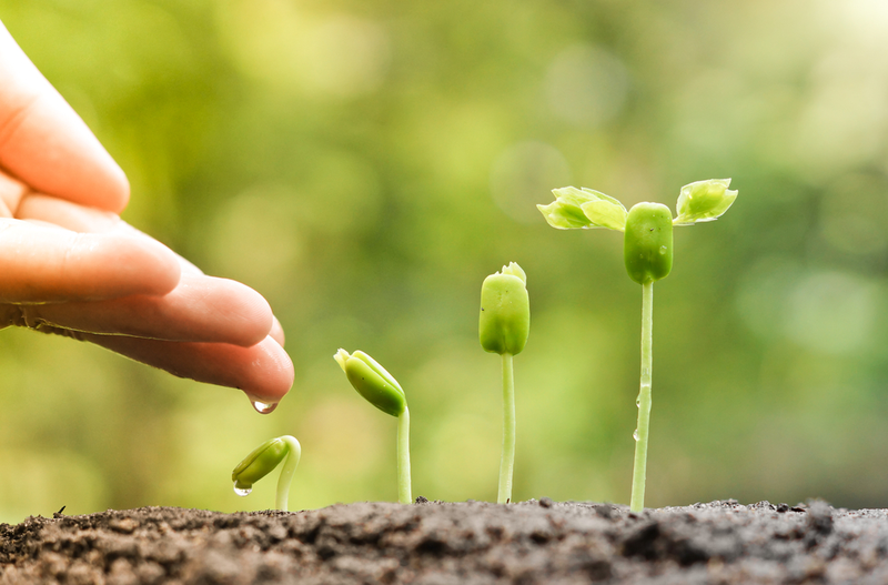 Photo of sprouting plant.